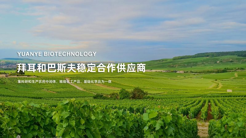 细胞培养技术服务定制：如何精准匹配需求