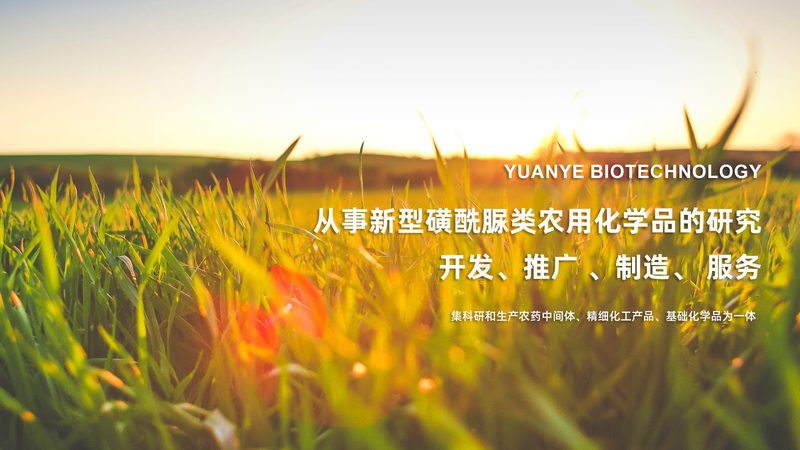 细胞培养技术服务：定制参数要求的考量要点