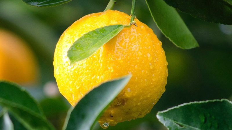 生物科技公司产品技术参数：揭秘差异背后的关键**
