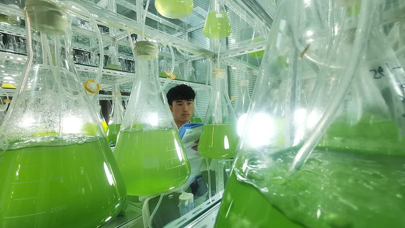 荧光标记引物序列设计：精准探针的构建之道**